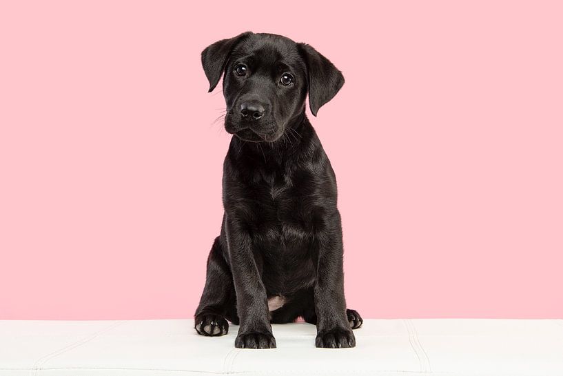 Black labrador puppy on a white bench against a pink background by Elles Rijsdijk