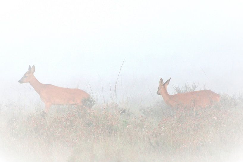 Roeing in the fog by Petra De Jonge