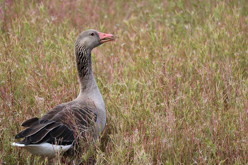 a goos in the field by Rianne de Heij
