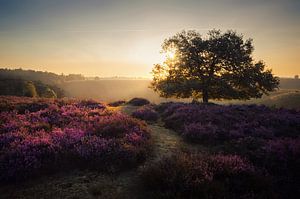 Purple dream