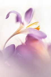 Die Schönheit des Alterns (Teil 2) von Bob Daalder