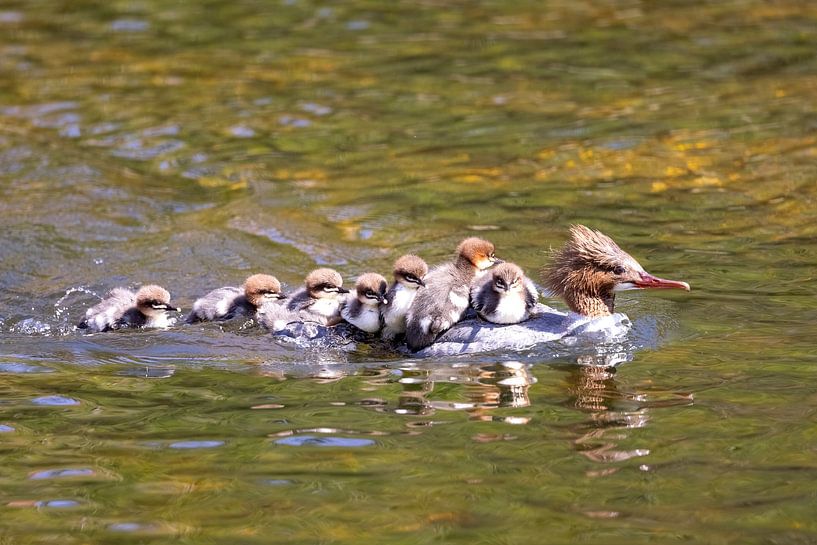 Goosander with chick by Andreas Müller