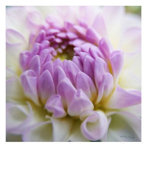 Lilac-pink Dahlia by Erik Reijnders