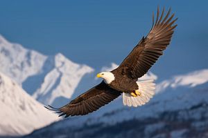 Weißkopfseeadler (Haliaeetus leucocephalus)