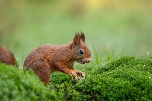 Squirrel among the moss