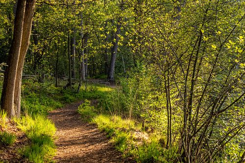 Bospad in fris groene kleuren.