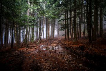 Forest by Gerard Notenboom