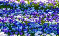 Frühjahrsblüte