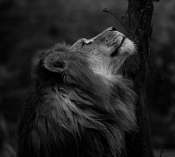 Afrikaanse leeuw in de zon(b/w). van Wouter Van der Zwan