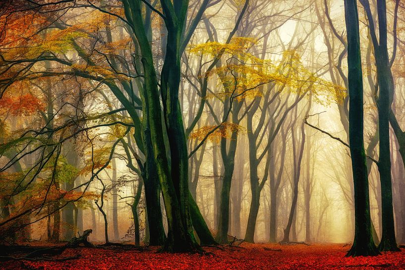 In Liebe mit dem Herbst von Lars van de Goor