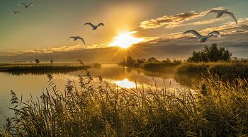 Aufstehen und glänzen