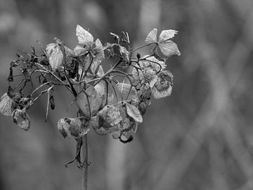 hydrangea #16 by Hanneke Bantje