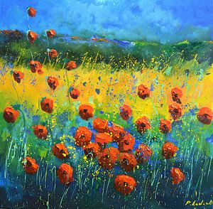 Red poppies