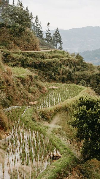 Paysage de montagne paisible avec rizières en terrasses dans le Guizhou, en Chine par Diederik De Mezel