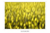 Rapsblüte von Felix Lachmann Miniaturansicht
