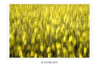 Rapsblüte