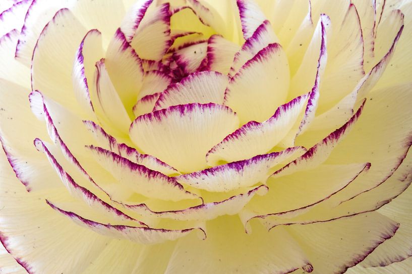 Makroaufnahme einer Ranunkel, ecrufarben mit lila Rändern von Anne Ponsen