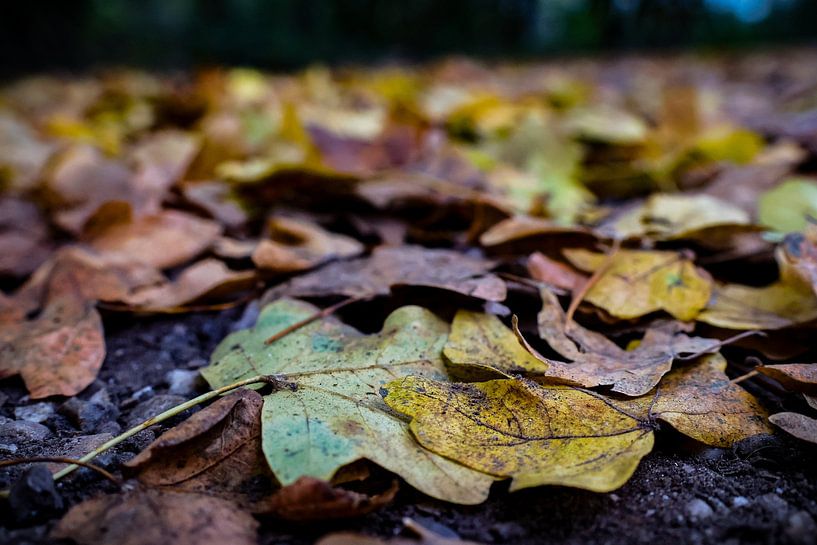 Herfstbladeren in Focus van Ilona Water