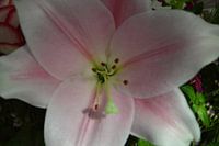 Roze Bloem