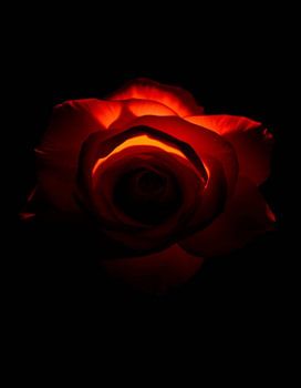 Ember Rose V