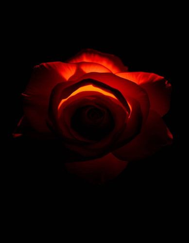Ember Rose V
