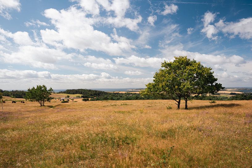 Peaceful Danish countryside by Laura Bosch