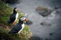 Puffin on the edge of the cliff in Scotland