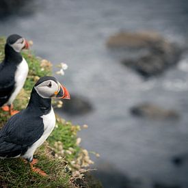 Macareux moine au bord d'une falaise en Ecosse sur Marjolein Fortuin