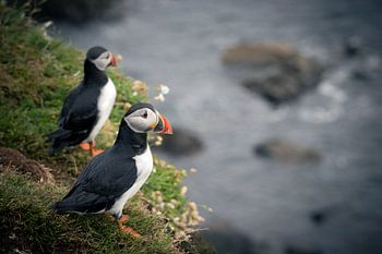 Papageientaucher am Rande einer Klippe in Schottland