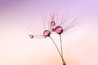 coloured drops on dandelion fluff