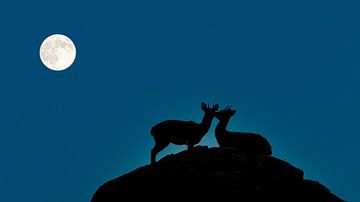 Zwei Klippenspringer küssen sich im Mondlicht von Peter van Dam