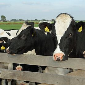 Cows at a fence by Carel van der Lippe