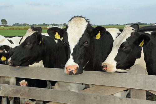 Des vaches à une clôture