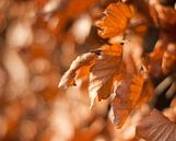 Autumn leaves van Marco de Groot thumbnail