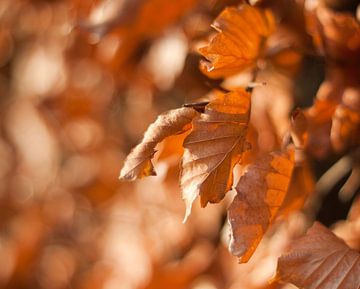 Autumn leaves van Marco de Groot