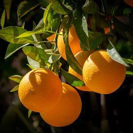 Reife Orangen am Baum in Andalusien von Alice's Pictures