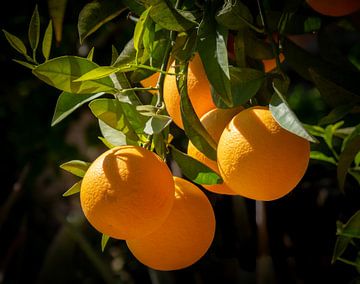 Oranges mûres sur l'arbre en Andalousie sur Alice's Pictures
