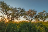 Rapeseed - Rape seed by Moetwil en van Dijk - Fotografie thumbnail