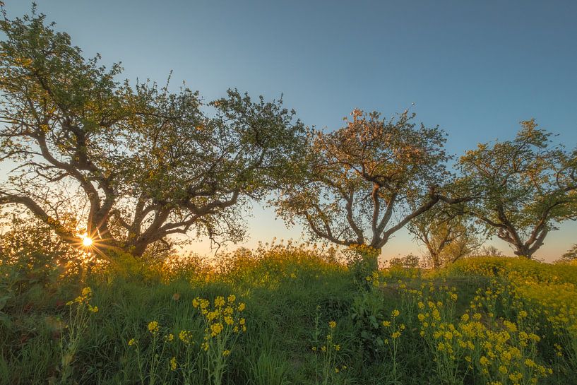 Rapeseed - Rape seed by Moetwil en van Dijk - Fotografie