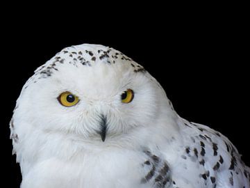 The snowy owl by Jessica Berendsen