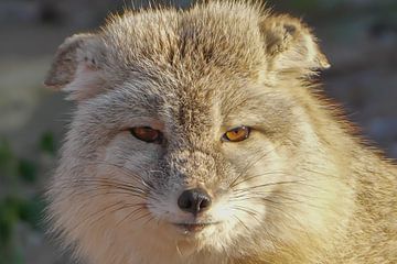 Le regard pénétrant d'un renard arctique sur Isabella Robbeson