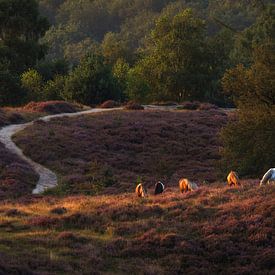 Wildpferde auf der Posbank: Weiden im ersten Tageslicht von Hevonax Photography