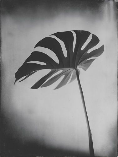 Plante Monstera n° 7