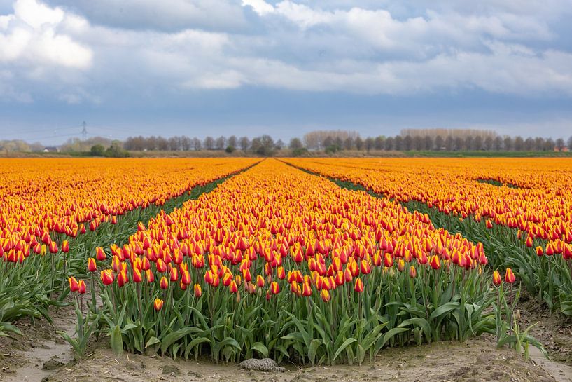 Tulip field by Ingrid Bergmann  Fotografie