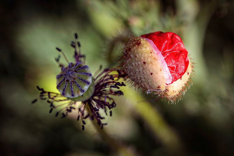 Poppy by Rob Boon