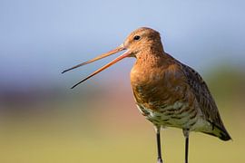 Uferschnepfe von Anton Kloof