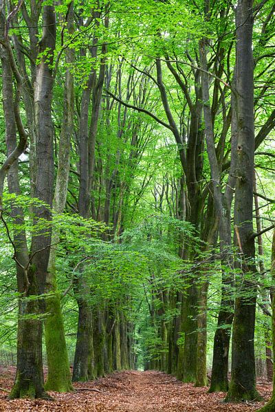 Natural corridor by Richard Gouw