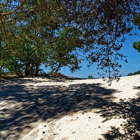 Dunes de Drunense sur Carin IJpelaar