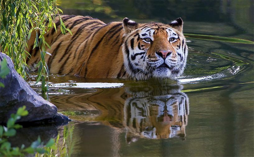 Swimming Tiger by Harry Eggens