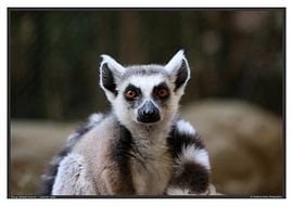 Katta by Matthias Brix